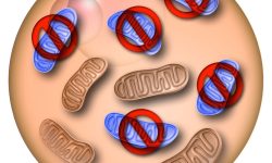 Los investigadores del Instituto Salk han desarrollado una potencial herramienta terapéutica para prevenir la transmisión de enfermedades mitocondriales por medio de la eliminación selectiva de mutaciones mitocondriales en el óvulo o embrión temprano. Imagen cortesía del Instituto Salk de Estudios Biológicos, California, EE.UU.
