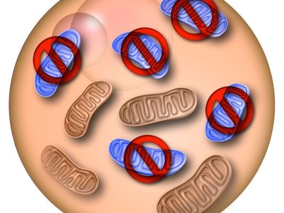 Los investigadores del Instituto Salk han desarrollado una potencial herramienta terapéutica para prevenir la transmisión de enfermedades mitocondriales por medio de la eliminación selectiva de mutaciones mitocondriales en el óvulo o embrión temprano. Imagen cortesía del Instituto Salk de Estudios Biológicos, California, EE.UU.
