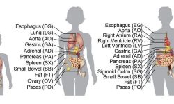 Representación de los tipos de tejidos y órganos analizados en el estudio. Imagen cortesía del Instituto Salk de Estudios Biológicos.