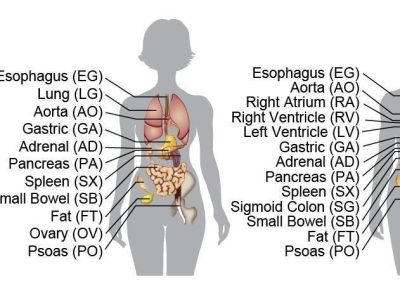 Representación de los tipos de tejidos y órganos analizados en el estudio. Imagen cortesía del Instituto Salk de Estudios Biológicos.