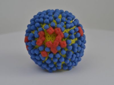 Estructura tridimensional de un virión del virus de la gripe. En azul y rojo se representan las proteínas de membrana hemaglutinina y neuraminidasa, respectivamente.  Hasta la fecha, las vacunas se diseñan habitualmente frente a la región de la cabeza de la proteína hemaglutinina. Imagen: NIH 3D Print Exchange, National Institutes of Health,  CC BY NC 2.0 (https://creativecommons.org/licenses/by-nc/2.0/).