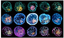 Imágenes de diferentes tinciones de los blastoides. Imagen: Monash University.