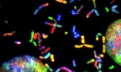 La presencia de ALDH2 y  la ruta de resparación del ADN responsable de la anemia de Fanconi es esencial para evitar la inestabilidad en el genoma y rotura de cromosomas. Imagen: Thomas Ried, NCI Center for Cancer Research, National Cancer Institute, National Institutes of Health.