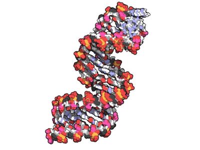 Los micro-ARNs oncosupresores son micro-ARNs inhibidores de transcritos implicados en rutas de señalización celulares prooncogénicas. Imagen: Estructura molecular de un microARN. 2jxv. QuteMol.