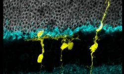 Células de la glía de Müller regenerando la retina. Imagen: Tom Reh, Ph.D. (CC BY NC https://creativecommons.org/licenses/by-nc/2.0/).