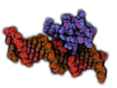 MECP2 interaccionando con el ADN. Imagen: Protein Data Base- 3C2I, visualizada con QuteMol (http://qutemol.sourceforge.net).