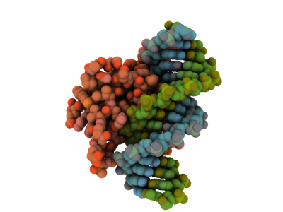 El oncogén FOXQ1, que codifica para un factor de transcripción, puede actuar también como gen supresor de tumores, señala un reciente estudio. Imagen: Protein Data Bank 3CO6.