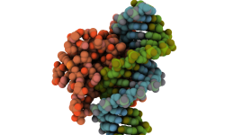 El oncogén FOXQ1, que codifica para un factor de transcripción, puede actuar también como gen supresor de tumores, señala un reciente estudio. Imagen: Protein Data Bank 3CO6.