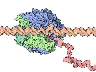 40-RNAPolymerase-1i6h-composite