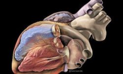 Anatomía del corazón humano. By Patrick J. Lynch, medical illustrator (Patrick J. Lynch, medical illustrator) [CC-BY-2.0 https://creativecommons.org/licenses/by/2.0/