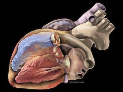 Anatomía del corazón humano. By Patrick J. Lynch, medical illustrator (Patrick J. Lynch, medical illustrator) [CC-BY-2.0 https://creativecommons.org/licenses/by/2.0/