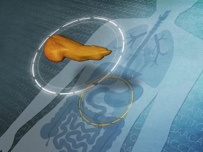 Hasta ahora, las únicas células conocidas capaces de sintetizar la insulina eran las células beta pancreáticas del páncreas. Imagen: Ernesto Del Aguila III, NHGRI, National Human Genome Research Institute, CC BY NC (https://creativecommons.org/licenses/by-nc/2.0/ ).