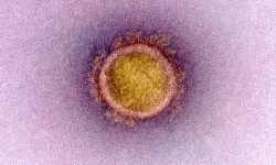 Imagen de un coronavirus. Imagen: National Institute of Allergy and Infectious Diseases, National Institute of Health.