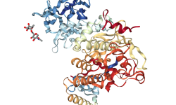 Estructura molecular de la proteína PCSK9 unida al péptido LDLR, visualizada con NLG viewer.