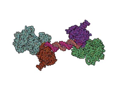 Fragmento de la proteína B. Imagen: Protein Data Base- 4OPX, visualizada con QuteMol (http://qutemol.sourceforge.net).