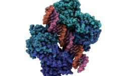 Imagen: Proteína p53 interaccionando con el ADN. Imagen: Protein Data Base- 4MZR, visualizada con QuteMol (http://qutemol.sourceforge.net).
