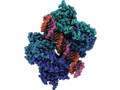 Imagen: Proteína p53 interaccionando con el ADN. Imagen: Protein Data Base- 4MZR, visualizada con QuteMol (http://qutemol.sourceforge.net).