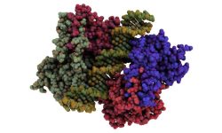 todos los pacientes del estudio con mutaciones en el gen TP53 tuvieron una respuesta a la decitabina y consiguieron una remisión inicial. Imagen: Proteína p53 interaccionando con el ADN. Imagen: Protein Data Base- 4MZR, visualizada con QuteMol (http://qutemol.sourceforge.net).