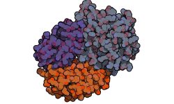 Estructura de la haptoglobina unida a la hemoglobina. Imagen: Protein Data Base- 4XOI, visualizada con QuteMol (http://qutemol.sourceforge.net).