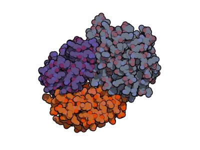 Estructura de la haptoglobina unida a la hemoglobina. Imagen: Protein Data Base- 4XOI, visualizada con QuteMol (http://qutemol.sourceforge.net).