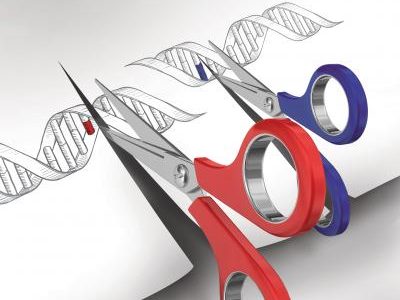 Ilustración que muestra la utilización de los sistemas de edición del genoma como tijeras para cortar el ADN en posiciones específicas. Imagen: L. Solomon and F. Zhang.