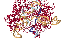 Estructura molecular del sistema CRISPR-Cas9. En rojo se muestra la nucleasa Cas9, formando complejo con el ADN de doble cadena y el ARN guía. Imagen: Protein Data Base 5F9R. http://www.rcsb.org.
