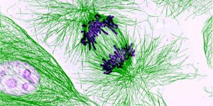 Células en mitosis.