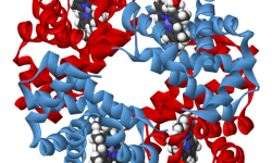 Estructura molecular de la hemoglobina.