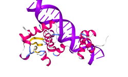 Estructura de un complejo molecular formado por una proteína (con estructura secundaria en rosa, amarillo y azul) unida a una doble hélice de ADN (morado). En complejos como este la predicción realizada por AlphaFold 3 coincide casi a la perfección con la estructura molecular obtenida mediante aproximaciones experimentales. Imagen: PDB.