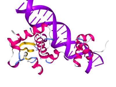 Estructura de un complejo molecular formado por una proteína (con estructura secundaria en rosa, amarillo y azul) unida a una doble hélice de ADN (morado). En complejos como este la predicción realizada por AlphaFold 3 coincide casi a la perfección con la estructura molecular obtenida mediante aproximaciones experimentales. Imagen: PDB.