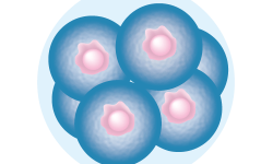El editor de bases ha sido utilizado en plantas y modelos animales con éxito, pero hasta ahora no había sido utilizado en embriones humanos. Embrión de 8 células. Database Center for Life Science (DBCLS) [CC BY 3.0 (http://creativecommons.org/licenses/by/3.0)].