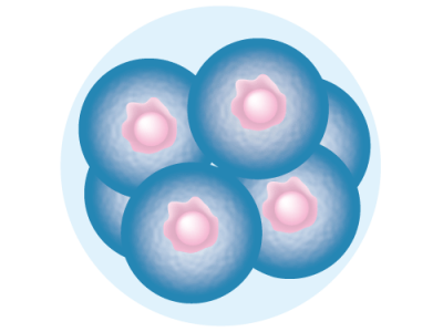 El editor de bases ha sido utilizado en plantas y modelos animales con éxito, pero hasta ahora no había sido utilizado en embriones humanos. Embrión de 8 células. Database Center for Life Science (DBCLS) [CC BY 3.0 (http://creativecommons.org/licenses/by/3.0)].