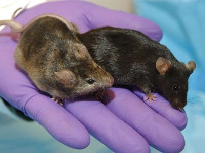 El siguiente paso de los investigadores será investigar qué factores llevan a la liberación de los microARNs identificados en el esperma cuando los ratones son sometidos a estrés, y si en humanos funcionan de forma similar. Imagen: Maggie Bartlett,  (National Institute of Human Genome Research).