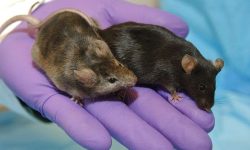 El siguiente paso de los investigadores será investigar qué factores llevan a la liberación de los microARNs identificados en el esperma cuando los ratones son sometidos a estrés, y si en humanos funcionan de forma similar. Imagen: Maggie Bartlett,  (National Institute of Human Genome Research).