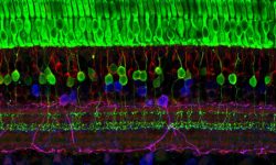 Diferentes capas de células nerviosas en la retina. Imagen: Wei Li, National Eye Institute, National Institutes of Health, EEUU.