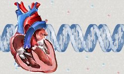 Los avances en las técnicas de análisis de células individuales han permitido estudiar los mecanismos implicados en el desarrollo de los defectos congénitos del corazón.