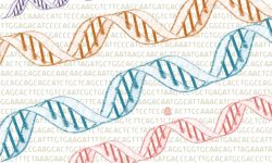 los investigadores estimaron la cantidad de mutaciones de novo  en personas de ambos sexos biológicos con o sin TEA, así como cuáles son los genes afectados por estas mutaciones.
