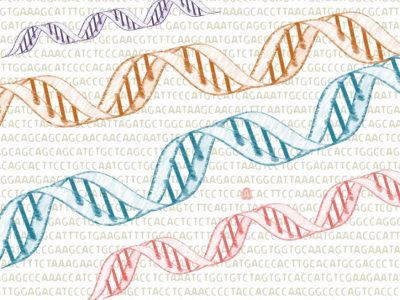 los investigadores estimaron la cantidad de mutaciones de novo  en personas de ambos sexos biológicos con o sin TEA, así como cuáles son los genes afectados por estas mutaciones.