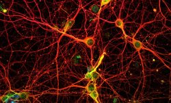 La inactivación del gen Nlgn3 en las neuronas dopaminérgicas del sistema cerebral de recompensas rompe el equilibrio en la síntesis proteica, lo que altera la capacidad de las neuronas para responder a la presencia de la hormona oxitocina. Imagen: ALol88 - Own work, CC BY 4.0, https://commons.wikimedia.org/w/index.php?curid=84140806.