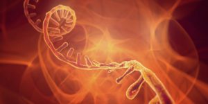 ARN mensajero del parásito de la malaria influyen en la propagación de la enfermedad.