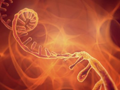 ARN mensajero del parásito de la malaria influyen en la propagación de la enfermedad.