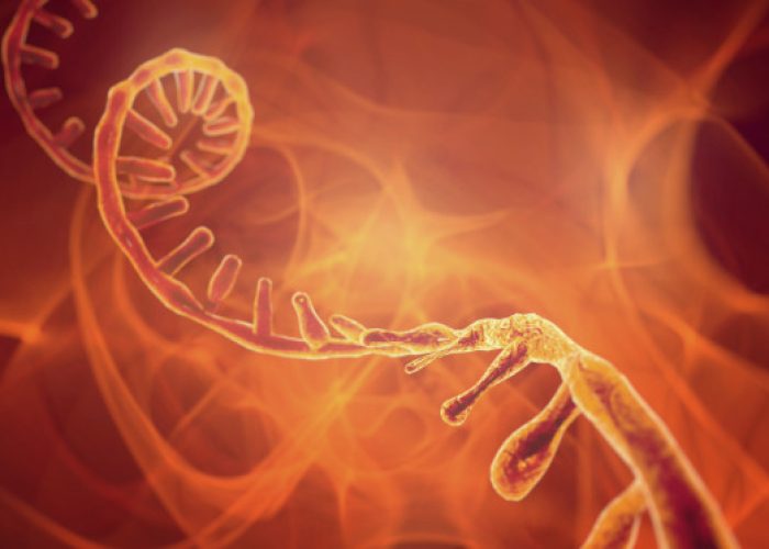 ARN mensajero del parásito de la malaria influyen en la propagación de la enfermedad.