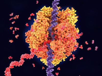La transcripción del ARN es uno de los procesos implicados en la transformación de las instrucciones genéticas en procesos moleculares necesarios para el funcionamiento de las células. Imagen: Canva.