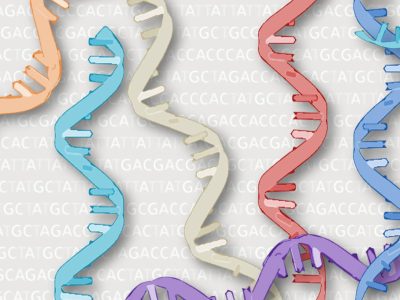 Como molécula intermediaria entre el ADN y las proteínas, el ARN es un candidato muy prometedor para el diagnóstico.