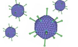 Los adenovirus son agentes biológicos de gran interés oara la  viroterapia contra el cáncer. Imagen: Molecule of the day. PDB-101. http://dx.doi.org/10.2210/rcsb_pdb/mom_2010_12.