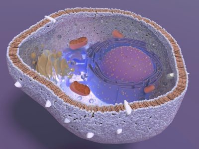 Alteraciones en las colas cortas de las proteínas pueden causar enfermedades genéticas raras