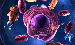 El proteoma reveva mecanismos moleculares activos y procesos biológicos en los diferentes órganos durante el envejecimiento.