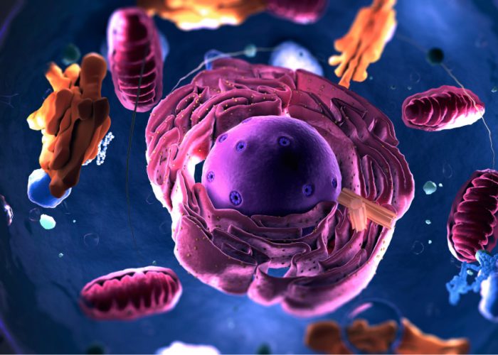 El proteoma reveva mecanismos moleculares activos y procesos biológicos en los diferentes órganos durante el envejecimiento.