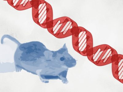 La posibilidad de introducir modificaciones genéticas específicas en ratones mediante la utilización de células madre embrionarias facilitó el desarrollo de múltiples modelos de enfermedades en ratón.