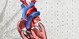 genética corazón atlas